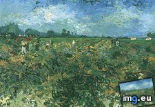 Tags: green, vineyard, art, gogh, painting, paintings, van, vincent (Pict. in Vincent van Gogh Paintings - 1888-89 Arles)