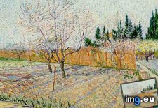 Tags: orchard, peach, trees, blossom, art, gogh, painting, paintings, van, vincent (Pict. in Vincent van Gogh Paintings - 1888-89 Arles)