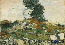 Tags: rocks, oak, tree, art, gogh, painting, paintings, van, vincent (Pict. in Vincent van Gogh Paintings - 1888-89 Arles)