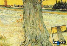 Tags: trunk, old, yew, tree, art, gogh, painting, paintings, van, vincent (Pict. in Vincent van Gogh Paintings - 1888-89 Arles)