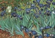 Tags: irises (Pict. in Vincent van Gogh Paintings - 1889-90 Saint-Rémy)