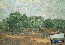 Tags: blue, grove, olive, pale, sky (Pict. in Vincent van Gogh Paintings - 1889-90 Saint-Rémy)