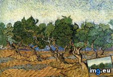 Tags: olive, grove, version, art, gogh, painting, paintings, van, vincent (Pict. in Vincent van Gogh Paintings - 1889-90 Saint-Rémy)