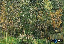 Tags: grove, art, gogh, painting, paintings, van, vincent (Pict. in Vincent van Gogh Paintings - 1890 Auvers-sur-Oise)