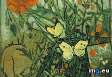 Tags: poppies, butterflies, art, gogh, painting, paintings, van, vincent (Pict. in Vincent van Gogh Paintings - 1889-90 Saint-Rémy)