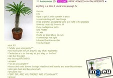 Tags: 4chan, anon, fucks, tree (Pict. in My r/4CHAN favs)
