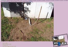 Tags: 4chan, anon, pet, snake (Pict. in My r/4CHAN favs)