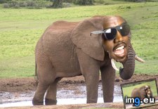 Tags: 4chan, itt, kanyelephants (Pict. in My r/4CHAN favs)