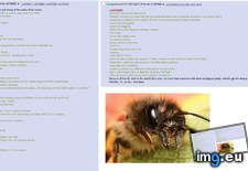Tags: 4chan, bees, loves (Pict. in My r/4CHAN favs)