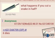 Tags: 4chan, snakes (Pict. in My r/4CHAN favs)