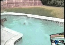 Tags: big, cute, dog, dogs, friendship, helping, one, pool, saves, small (GIF in Rehost)