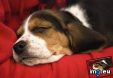 Tags: beagle, napping (Pict. in Beautiful photos and wallpapers)