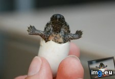 Tags: cute, egg, hatched, out, photo, small, turtle (Pict. in Rehost)