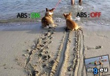 Tags: abs, dogs, funny (Pict. in Rehost)