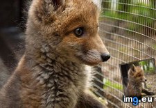 Tags: adorable, cub, fox (Pict. in Rehost)