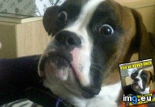 Tags: advice, animal, animals, baffled, boxer, can, her, how, memes, say, you (Pict. in LOLCats, LOLDogs and cute animals)