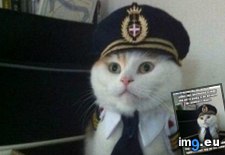 Tags: advice, animal, animals, captain, explanation, give, kitteh, logical, memes (Pict. in LOLCats, LOLDogs and cute animals)