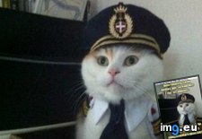 Tags: advice, animal, animals, captain, great, kitteh, memes, news (Pict. in LOLCats, LOLDogs and cute animals)