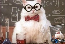 Tags: advice, animal, animals, cat, chemistry, element, memes, out (Pict. in LOLCats, LOLDogs and cute animals)