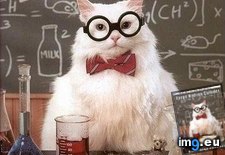 Tags: advice, animal, animals, cat, chemistry, memes, simply, smashing (Pict. in LOLCats, LOLDogs and cute animals)