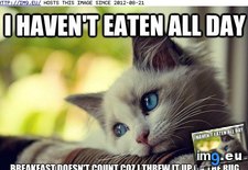 Tags: advice, animal, animals, cat, figure, kitten, memes, problems, world (Pict. in LOLCats, LOLDogs and cute animals)