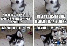 Tags: advice, animal, animals, introducing, memes, newborn, puppy, skeptical (Pict. in LOLCats, LOLDogs and cute animals)