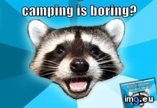 Tags: advice, all, animal, animals, camp, coon, fair, lame, memes, pun (Pict. in LOLCats, LOLDogs and cute animals)