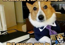 Tags: advice, animal, animals, century, dog, lawyer, living, memes (Pict. in LOLCats, LOLDogs and cute animals)