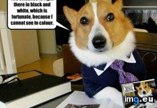 Tags: advice, animal, animals, case, dog, got, lawyer, lucky, memes, you (Pict. in LOLCats, LOLDogs and cute animals)