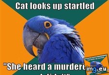 Tags: advice, animal, animals, can, defend, memes, paranoid, parrot, she (Pict. in LOLCats, LOLDogs and cute animals)
