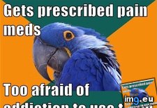 Tags: advice, animal, animals, house, memes, paranoid, parrot (Pict. in LOLCats, LOLDogs and cute animals)