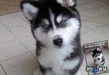 Tags: advice, animal, animals, memes, newborn, puppy, say, skeptical (Pict. in LOLCats, LOLDogs and cute animals)