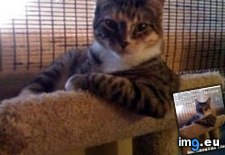 Tags: advice, animal, animals, cat, face, interesting, memes, world (Pict. in LOLCats, LOLDogs and cute animals)
