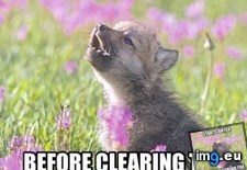 Tags: baby, insanity, wolf (Pict. in My r/ADVICEANIMALS favs)