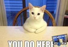 Tags: bob, cat (Pict. in My r/ADVICEANIMALS favs)