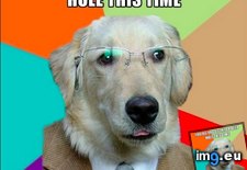 Tags: business, calls, dog, meeting (Pict. in My r/ADVICEANIMALS favs)