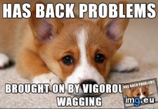 Tags: dog, problem, world (Pict. in My r/ADVICEANIMALS favs)