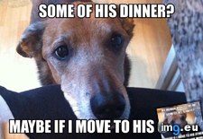 Tags: dog, logic (Pict. in My r/ADVICEANIMALS favs)