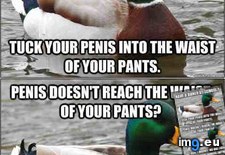 Tags: advice, double, mallard (Pict. in My r/ADVICEANIMALS favs)