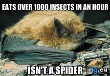 Tags: bat, brown, good, guy (Pict. in My r/ADVICEANIMALS favs)