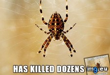 Tags: good, guy, spider (Pict. in My r/ADVICEANIMALS favs)