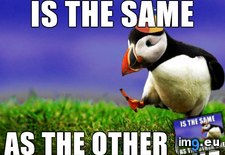 Tags: introducing, opinion, popular, puffin (Pict. in My r/ADVICEANIMALS favs)