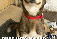 Tags: awesome, dog, neighbour (Pict. in My r/ADVICEANIMALS favs)