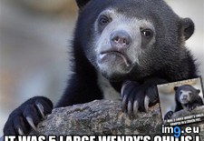 Tags: beg, people, recipe (Pict. in My r/ADVICEANIMALS favs)