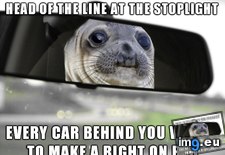Tags: seal, stoplight, turn (Pict. in My r/ADVICEANIMALS favs)