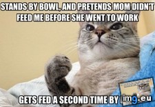 Tags: cat, eats, success (Pict. in My r/ADVICEANIMALS favs)
