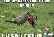 Tags: how, majestic, skua (Pict. in My r/ADVICEANIMALS favs)