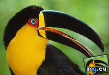 Tags: aerial, argentina, brazil, iguazu, national, park, toucan (Pict. in Beautiful photos and wallpapers)