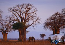 Tags: african, baobab, elephant, madagascar, trees (Pict. in Beautiful photos and wallpapers)