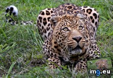 Tags: african, leopard, wallpaper, wide (Pict. in Unique HD Wallpapers)